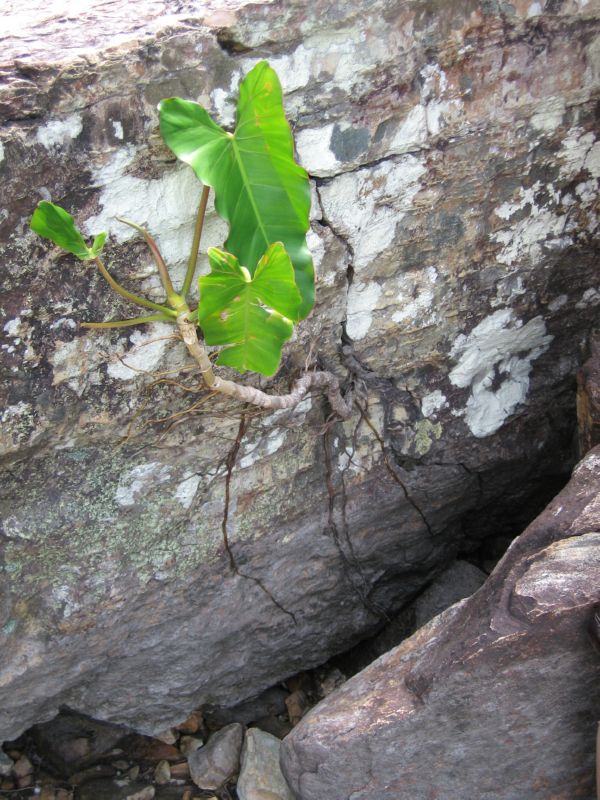 2008-01-09 Chapada (61) plant growing in the rock